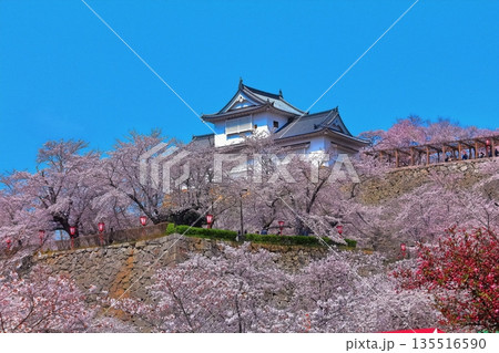 【岡山県】桜咲く春の津山城(備中櫓) 【岡山県】桜咲く春の津山城(備中櫓) 135516590