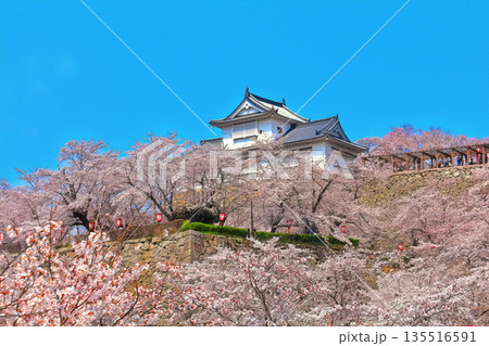 【岡山県】桜咲く春の津山城（備中櫓） 135516591
