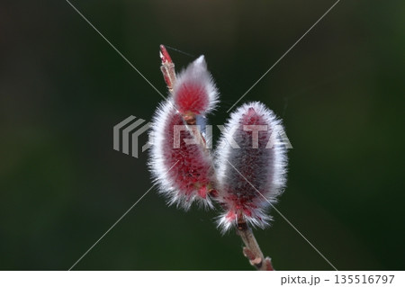 猫の尻尾に似た花 猫の尻尾に似た花 135516797