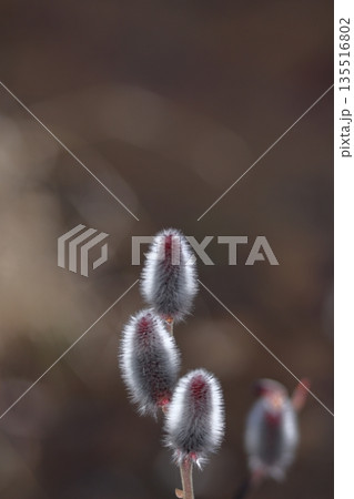 猫の尻尾に似た花 猫の尻尾に似た花 135516802