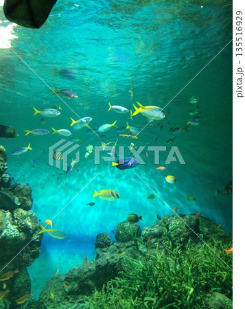 優雅に泳ぐ魚 優雅に泳ぐ魚 135516929