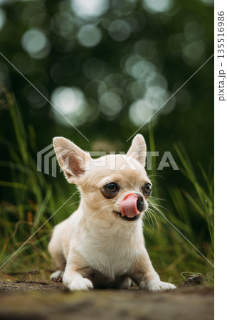 Cream Chihuahua with Tongue Out – Cheerful Portrait in Nature with Grass and Bokeh 135516986