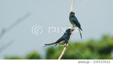 Two fork-tailed drongo-cuckoo birds (Surniculus dicruroides) perched on branch in morning sunlight. Black iridescent plumage with white chest markings, resembling black drongo, native to Sri Lanka 135517012