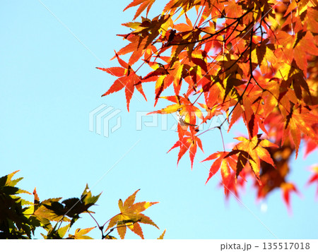 青空に映える紅葉 青空に映える紅葉 135517018