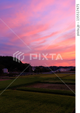 田園と町並みに広がるピンクと紫が美しい幻想的な夕焼け空 田園と町並みに広がるピンクと紫が美しい幻想的な夕焼け空 135517475