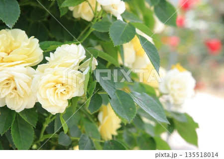 満開の薔薇 135518014