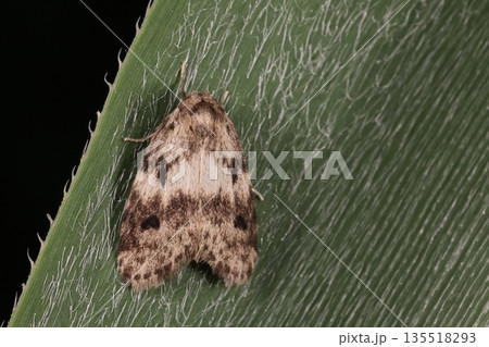 生き物　昆虫　シロオビクロコケガ、褐色の翅を横切る白い帯。はっきりした模様はメスかな？ 135518293