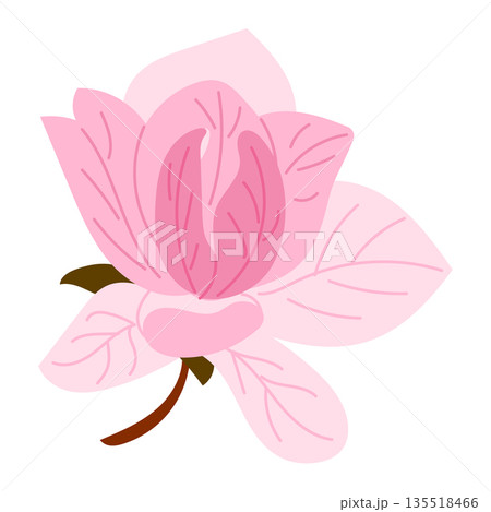 Pink magnolia flower with petals and leaves isolated on white background in flat illustration style. Concept of spring blossom nature beauty floral design and botanical decoration 135518466