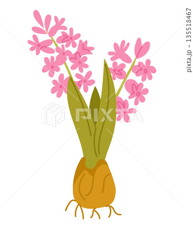 Pink flowering bulb with green leaves and delicate blossoms isolated on white background in flat vector style. Concept of spring growth nature cycle gardening and plant life beginning Pink flowering bulb with green leaves and delicate blossoms isolated on white background in flat vector style. Concept of spring growth nature cycle gardening and plant life beginning 135518467