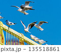 黄色い橋 ユリカモメ 青空⓶ 135518861