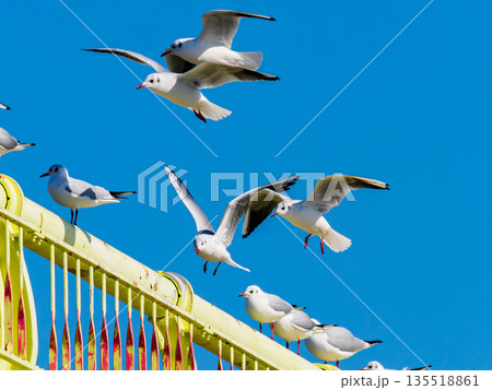 黄色い橋 ユリカモメ 青空⓶ 黄色い橋 ユリカモメ 青空⓶ 135518861