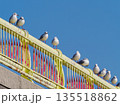 黄色い橋 ユリカモメ 青空① 135518862