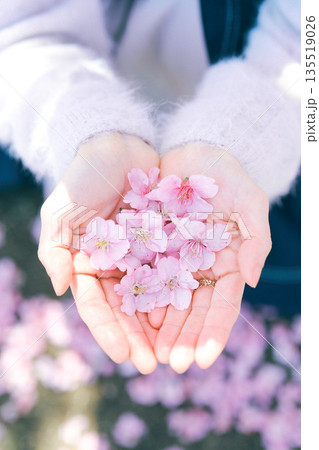 桜をもつ女の子の手 桜をもつ女の子の手 135519026