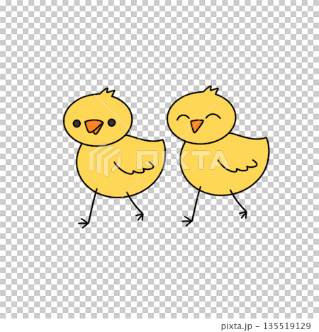 Two yellow chicks are walking together 135519129
