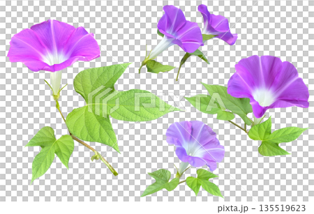 Morning glory flower cutout 135519623