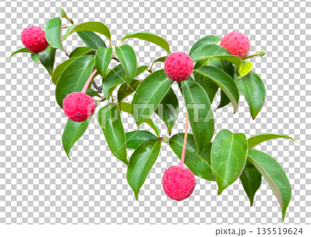 Cute cutout of a dogwood tree with red berries Cute cutout of a dogwood tree with red berries 135519624