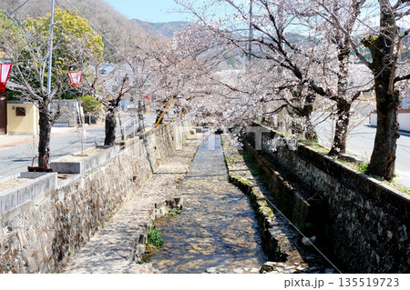 岡山県高梁市_紺屋川美観地区3_2025年3月 岡山県高梁市_紺屋川美観地区3_2025年3月 135519723