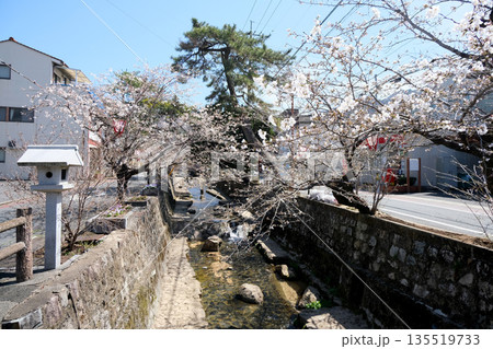 岡山県高梁市_紺屋川美観地区13_2025年3月 岡山県高梁市_紺屋川美観地区13_2025年3月 135519733