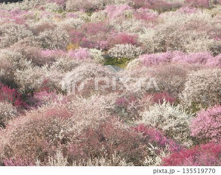 いなべ梅林公園 梅が絨毯のように広がる春の風景 三重県の梅の名所 いなべ梅林公園 梅が絨毯のように広がる春の風景 三重県の梅の名所 135519770