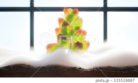 Green Plant Grows Through Soil and Mist Near a Window During Daylight Hours Green Plant Grows Through Soil and Mist Near a Window During Daylight Hours 135519887