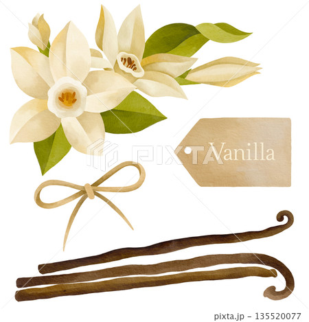 Hand-drawn watercolor blooming vanilla orchid flowers and vanilla pods, leaves and bow and label isolated on white background 135520077