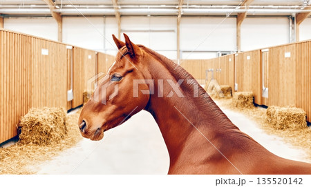 Horse Stands in Stable Corridor by Wooden Stalls With Straw on the Ground During Daytime 135520142