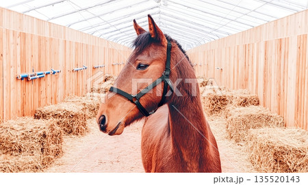Horse Stands in Stable Corridor With Wooden Walls and Hay Bales During Daytime Horse Stands in Stable Corridor With Wooden Walls and Hay Bales During Daytime 135520143