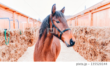 Horse Standing in Stable Corridor With Hay and Wooden Walls in a Rural Setting Horse Standing in Stable Corridor With Hay and Wooden Walls in a Rural Setting 135520144