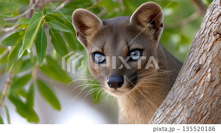 Fossa Hunts for Prey in a Tree in Madagascar During Daylight Hours 135520186