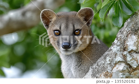 Fossa Hunts Lemurs in a Tree in Madagascar During Daylight Hours 135520192