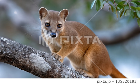 Fossa Climbs a Tree in Madagascar While Hunting Lemurs During the Daytime 135520193