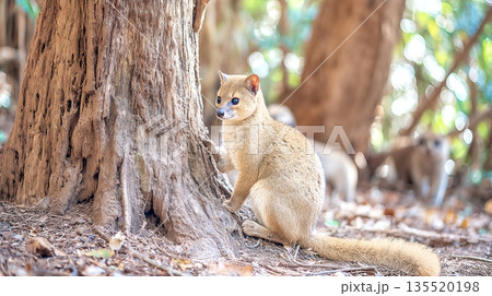 Fossa Climbing a Tree While Lemurs Observe in Madagascar During a Sunny Afternoon Fossa Climbing a Tree While Lemurs Observe in Madagascar During a Sunny Afternoon 135520198