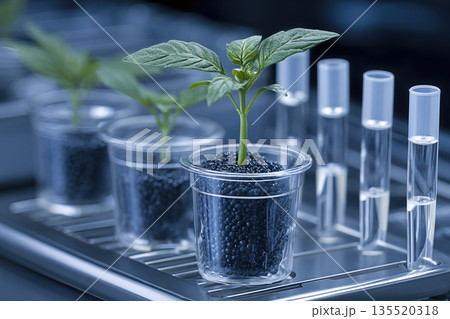 Genetically Engineered Plant Sprouts in Clear Containers Filled With Dark Medium Genetically Engineered Plant Sprouts in Clear Containers Filled With Dark Medium 135520318