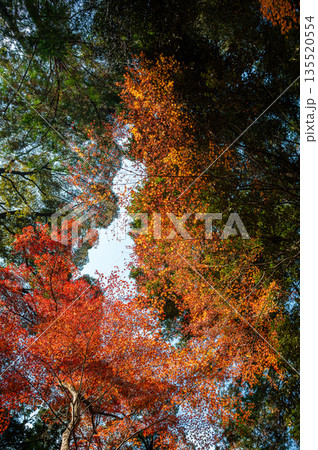Maple trees changing color from green to yellow and orange in the same area. Maple trees changing color from green to yellow and orange in the same area. 135520554