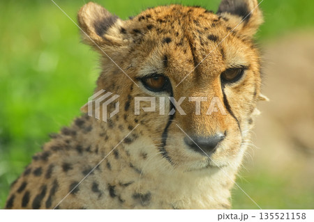 春の新緑の中で休息をするチーター 春の新緑の中で休息をするチーター 135521158
