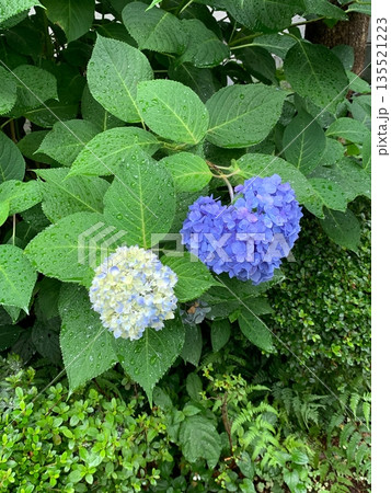 雨に濡れたハート型の紫陽花と緑の葉 135521223