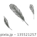 カラスの羽根の手描きイラスト 135521257