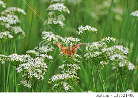 上越線　越後湯沢－石打　ツマグロヒョウモン 135521406