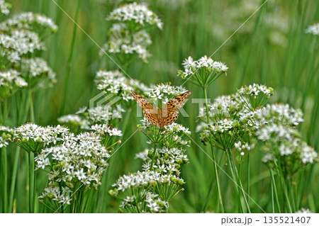 上越線　越後湯沢－石打　ツマグロヒョウモン 135521407