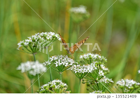 上越線　越後湯沢－石打　ツマグロヒョウモン 135521409