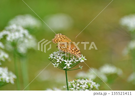 上越線　越後湯沢－石打　ツマグロヒョウモン 135521411