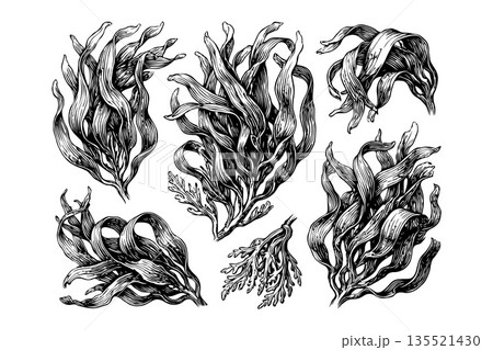 Hand-drawn seaweed illustrations in black ink style on white background, concept of marine flora sketches and botanical oceanic elements 135521430
