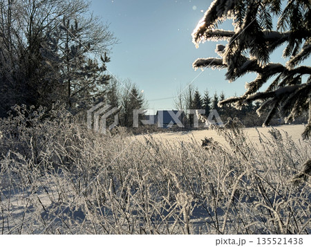 Winter landscape in the fiery light of the sun. Tree branches and tall grass covered with snow and frost. 135521438