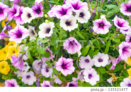 Petunia flower in nature. Summer nature. Vivid inflorescences of flowering plant. Flower of petunia. Flowering background. Petunia blossom. Vivid petunia garden flower growing. Fragrant bouquet 135521477