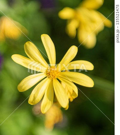 Daisy blossom. Yellow chrysanthemum garden flower growing. Daisy flower in nature. Summer nature. Vivid inflorescences of flowering plant. Flower of chrysanthemum 135521478