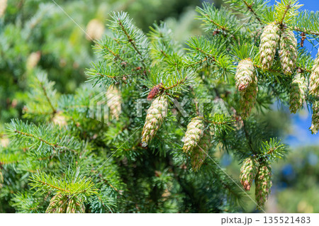 Green fir pine twig. Pine cone on branch with needle. Pine tree branch. Needle of a coniferous tree. Pine pollen. Needle of Christmas tree nature. Christmas tree branch and cone. Xmas spruce 135521483