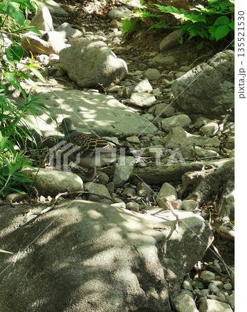 日本百名山 利尻山7 日本百名山 利尻山7 135521530