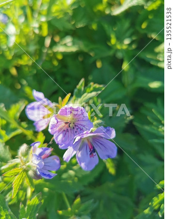 日本百名山 利尻山14 135521538