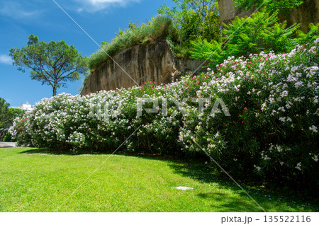 Blooming oleander bushes lining park pathways in Naples, Italy, filling the scene with rich pink and white flowers and creating a vibrant Mediterranean summer atmosphere. 135522116