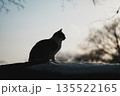冬場の夕暮れの空を背景にした猫のシルエット 135522165